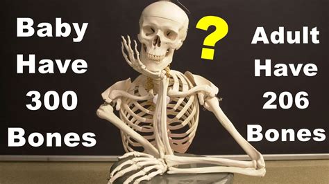 Are there 306 bones?
